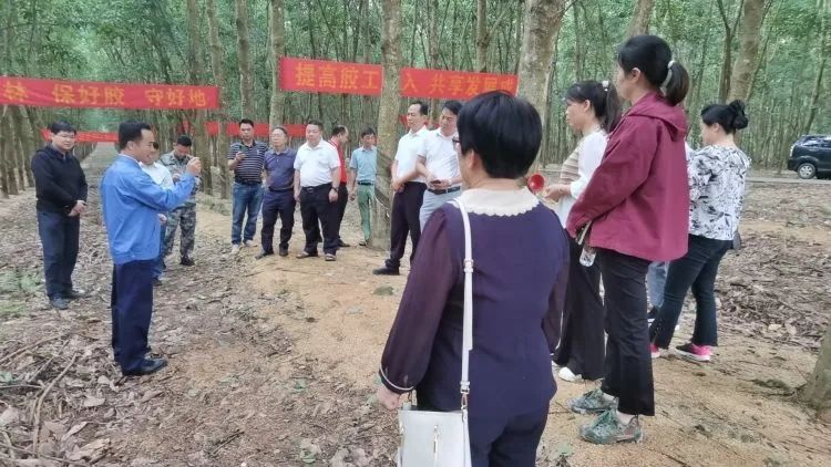 天下割胶冠军张健给各单元学员做尺度化胶园建设及割胶手艺的履历先容。.jpg