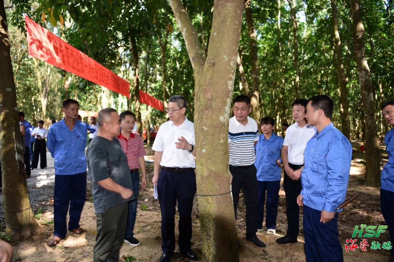 艾轶伦一行人在天下割胶状元张健的胶园调研